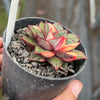 Echeveria Dionysos Monokerotis Variegation (SAME PLANT) #NO.5