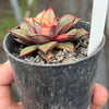 Echeveria Dionysos Monokerotis Variegation (SAME PLANT) #NO.5