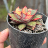 Echeveria Dionysos Monokerotis Variegation (SAME PLANT) #NO.5