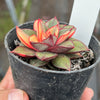 Echeveria Dionysos Monokerotis Variegation (SAME PLANT) #NO.5