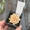 Echeveria Dionysos Monokerotis Extreme Variegation (SAME PLANT) #NO.6