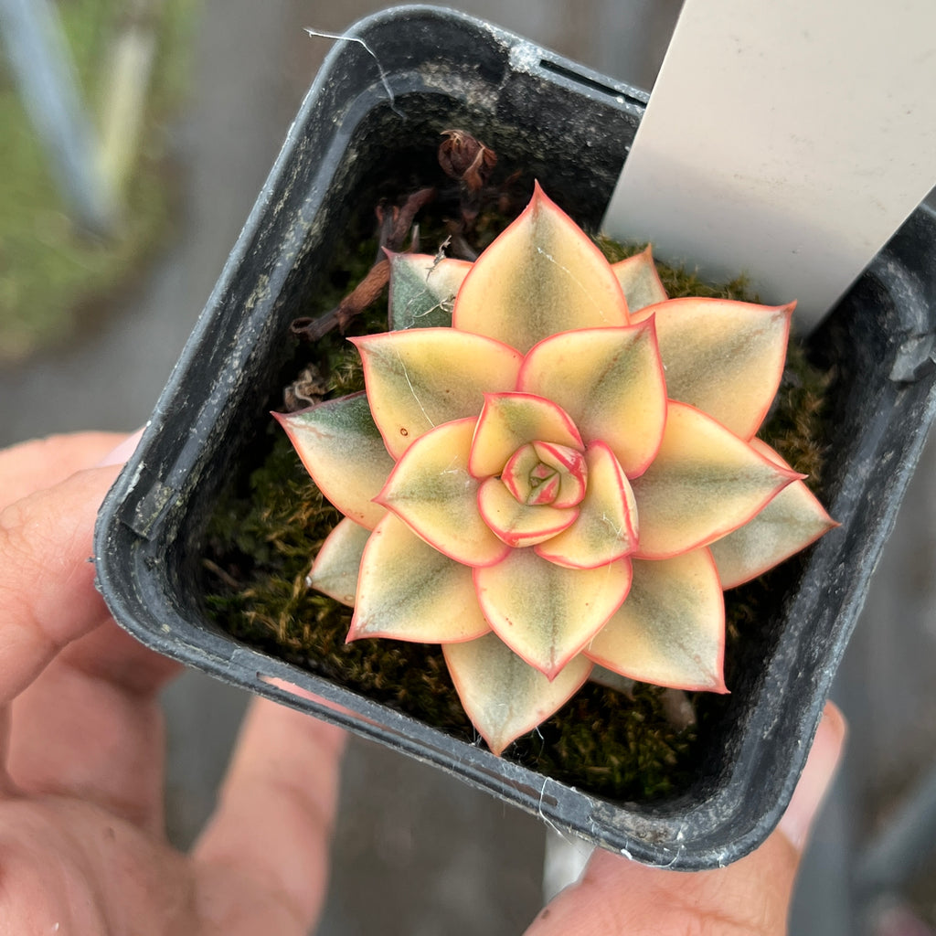 Echeveria Dionysos Monokerotis Extreme Variegation (SAME PLANT) #NO.6