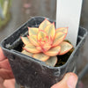 Echeveria Dionysos Monokerotis Extreme Variegation (SAME PLANT) #NO.6