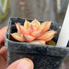 Echeveria Dionysos Monokerotis Extreme Variegation (SAME PLANT) #NO.6