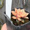 Echeveria Dionysos Monokerotis Extreme Variegation (SAME PLANT) #NO.6