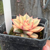 Echeveria Dionysos Monokerotis Extreme Variegation (SAME PLANT) #NO.6