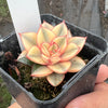 Echeveria Dionysos Monokerotis Extreme Variegation (SAME PLANT) #NO.6