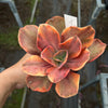 Echeveria 'Red Phoenix' Variegated (SAME PLANT) No.1