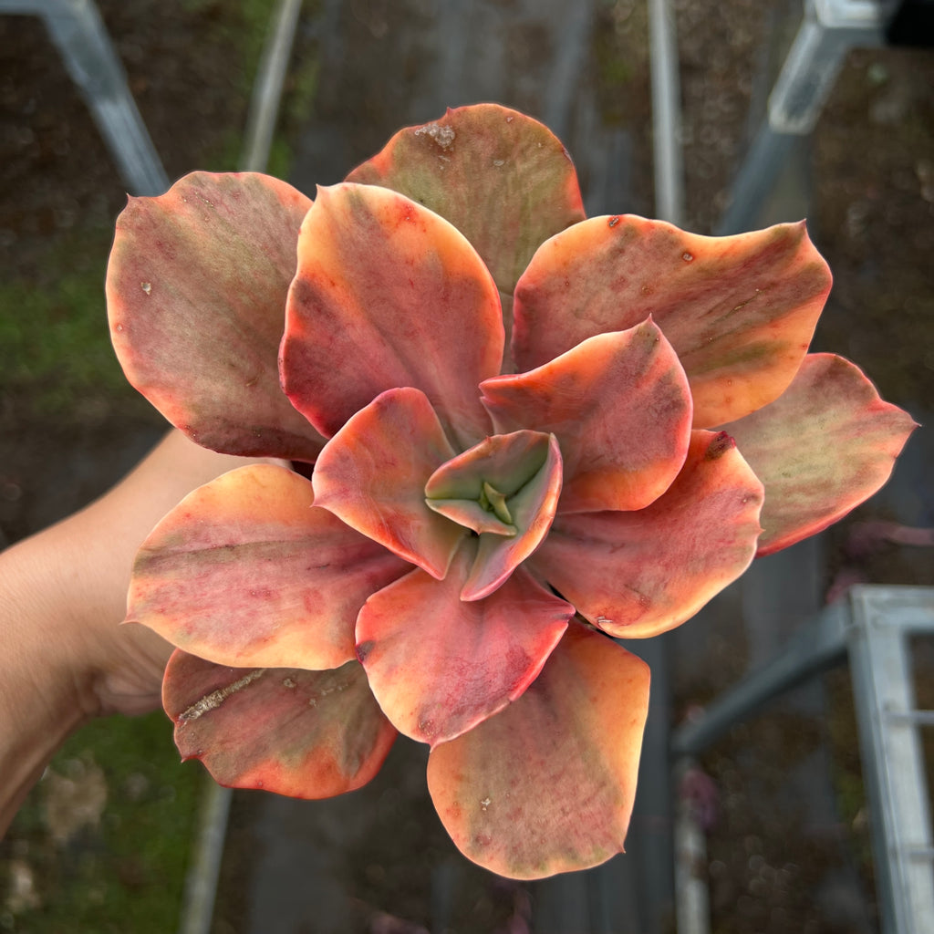 Echeveria 'Red Phoenix' Variegated (SAME PLANT) No.1