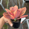 Echeveria 'Red Phoenix' Variegated (SAME PLANT) No.1