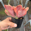 Echeveria 'Red Phoenix' Variegated (SAME PLANT) No.1