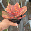 Echeveria 'Red Phoenix' Variegated (SAME PLANT) No.1