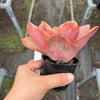 Echeveria 'Red Phoenix' Variegated (SAME PLANT) No.1