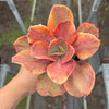 Echeveria 'Red Phoenix' Variegated (SAME PLANT) No.1