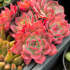 Echeveria Laulensis