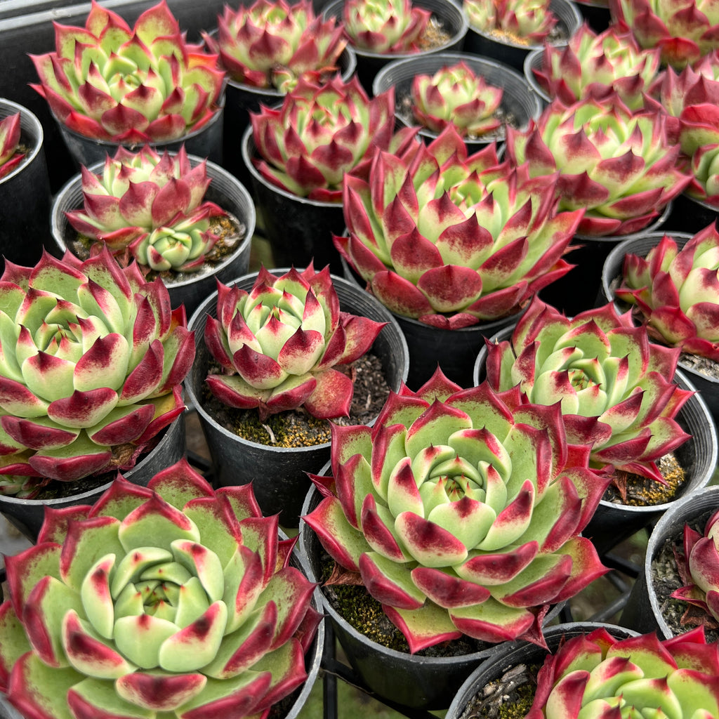 Echeveria 'Sara-Bonnie' | Korea Form