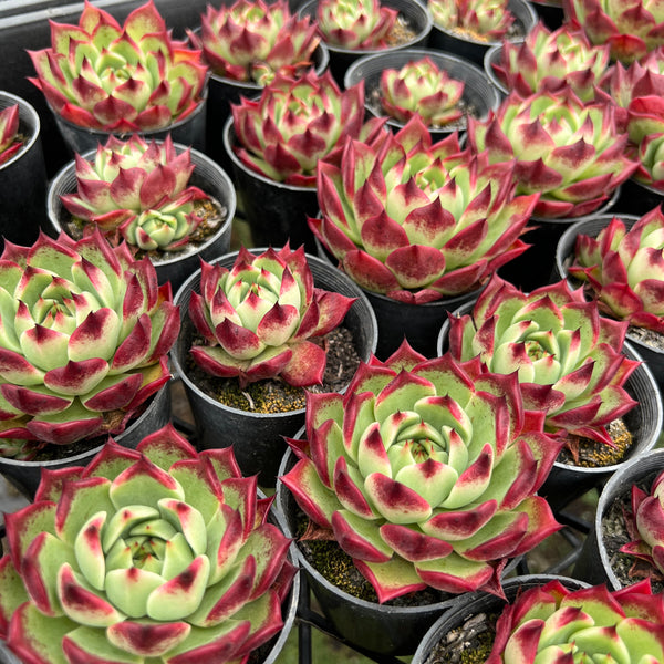 sara's succulents Echeveria 'Sara-Bonnie'