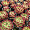 Echeveria 'Sara-Bonnie' | Korea Form