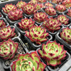 Echeveria 'Sara-Bonnie' | Korea Form