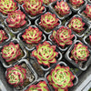 Echeveria 'Sara-Bonnie' | Korea Form