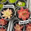 Echeveria 'Red Soul'