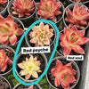 Echeveria 'Red Soul'