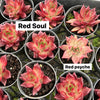 Echeveria 'Red Soul'