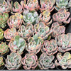 Echeveria Beyonce Rainbow Variegated (young plant)(no drops)