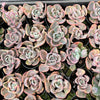 Echeveria Beyonce Rainbow Variegated (young plant)(no drops)