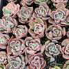 Echeveria Beyonce Rainbow Variegated (young plant)(no drops)