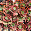 Echeveria 'Carnival'