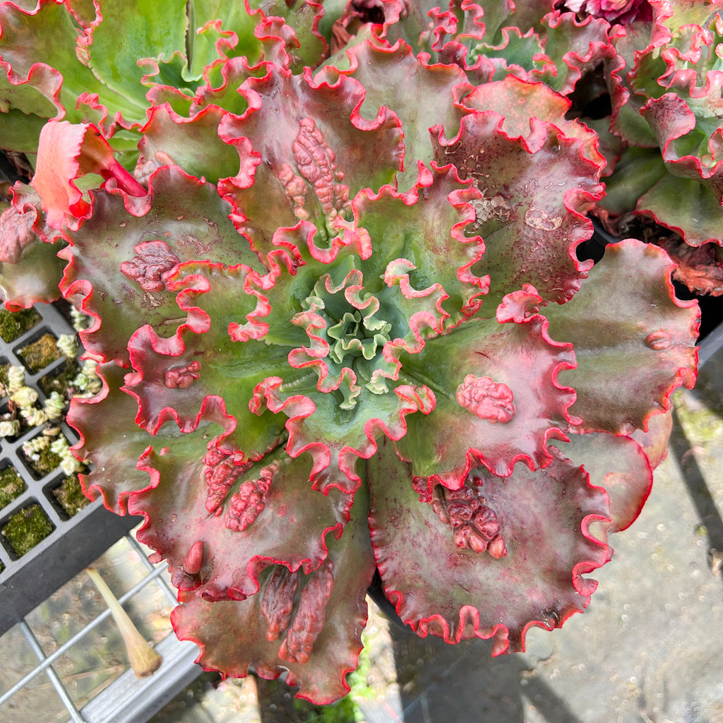 Echeveria 'Carnival'