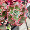 Echeveria 'Carnival'