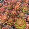 Echeveria Hong-ye | KRF