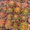 Echeveria Hong-ye | KRF