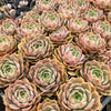 [WHOLESALE] PACK of 10 PLANTS x Echeveria 'Lily'