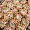 Echeveria 'Lily'