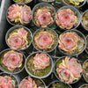 Echeveria Blue Enchantress