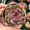 Echeveria Blue Enchantress
