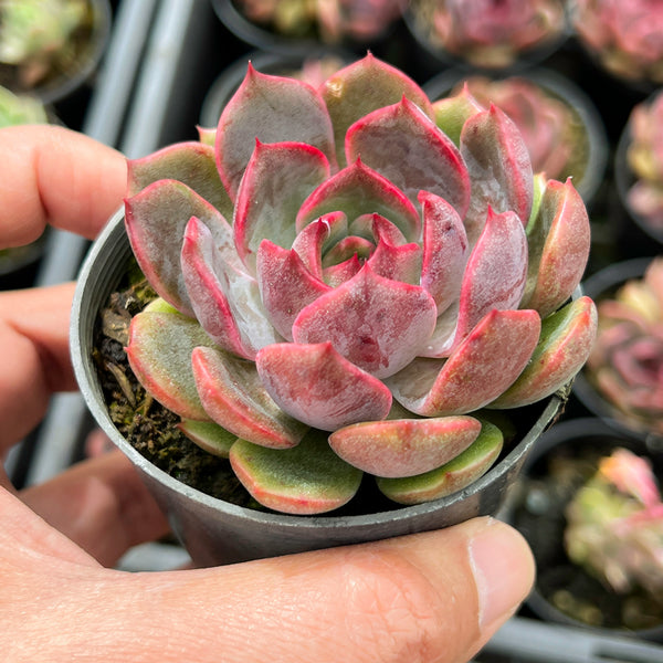 succulent plant enchantress carnivorous Echeveria 'Blue Enchantress' – LET LOVE GROW (Succulent & Cactus)