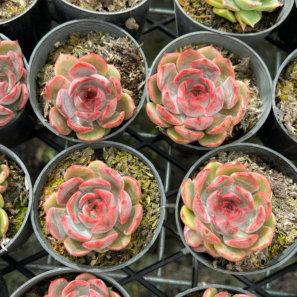 succulent enchantress plant Echeveria 'Blue Enchantress' – LET LOVE GROW (Succulent & Cactus)