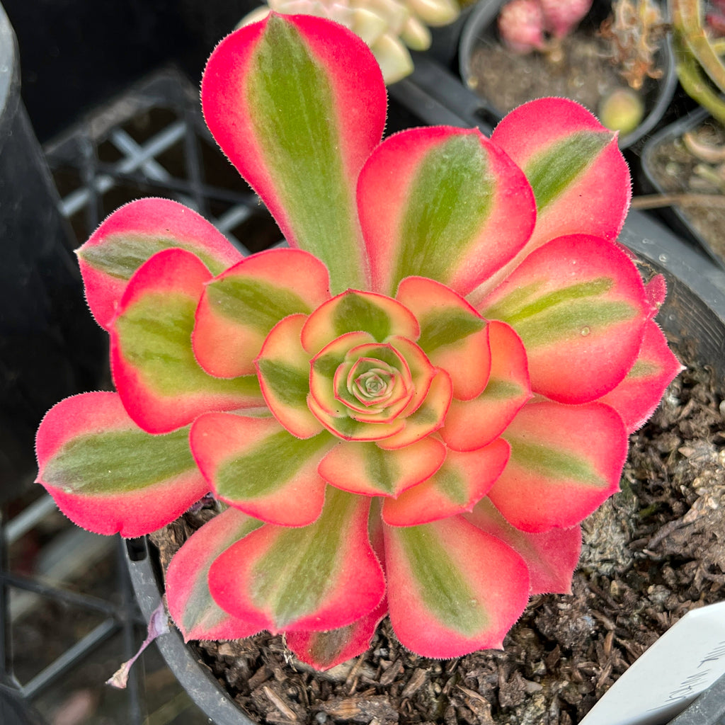 Aeonium 'Pink Witch'