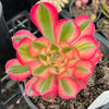 Aeonium 'Pink Witch'