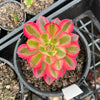 Aeonium 'Pink Witch'