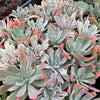Echeveria zahnii var. 'Hoveyi'