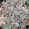 Echeveria zahnii var. 'Hoveyi'
