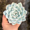 Echeveria Trumso (Candy Heart) - Korea Form