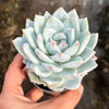 Echeveria Trumso (Candy Heart) - Korea Form