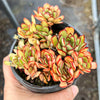 Echeveria pulidonis 'Christmas'