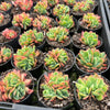 Echeveria 'Low'